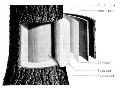 Parts of a Tree, Use These Tree Parts to Identify a Tree